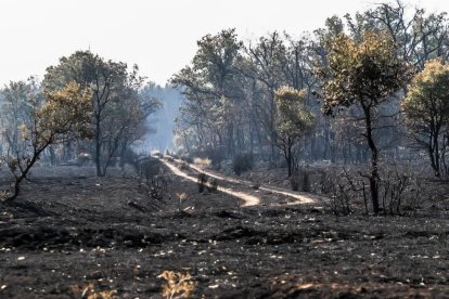 Efectos del incendio de Molezuelas