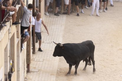 Imagen del encierro y la capea en Peñafiel