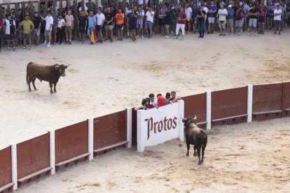 Imagen del encierro y la capea en Peñafiel