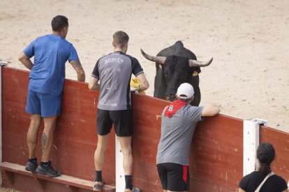 Imagen del encierro y la capea en Peñafiel