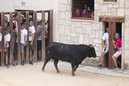 Imagen del encierro y la capea en Peñafiel
