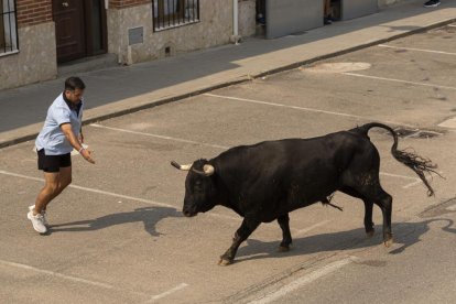 Imagen del quinto encierro de Rueda