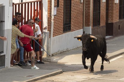 Imagen del quinto encierro de Rueda