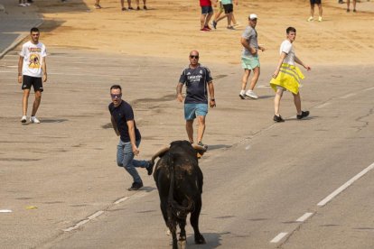 Imagen del quinto encierro de Rueda