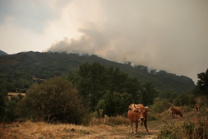 El incendio de Fasgar amenaza a las poblaciones de Villapujín, Barrio de la Puente y Posada de Omaña