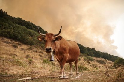 El incendio de Fasgar amenaza a las poblaciones de Villapujín, Barrio de la Puente y Posada de Omaña