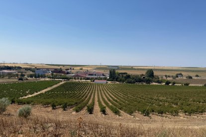 Viñedos en Rueda, Valladolid.