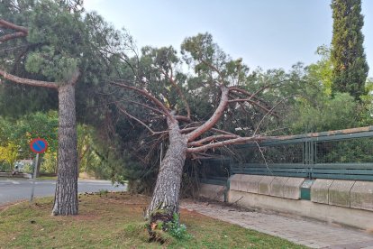Un árbol se desploma sobre la Subdelegación del Gobierno en Valladolid.