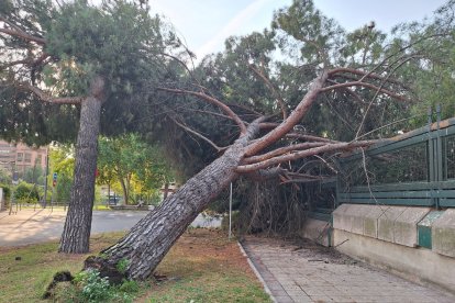 Un árbol se desploma sobre la Subdelegación del Gobierno en Valladolid.