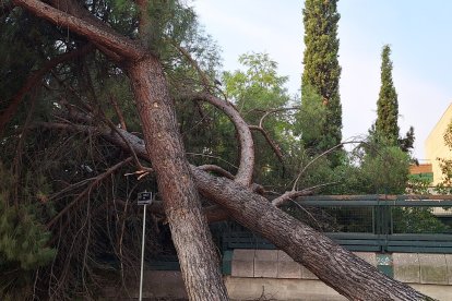 Un árbol se desploma sobre la Subdelegación del Gobierno en Valladolid.