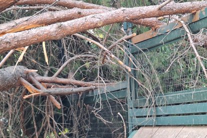 Un árbol se desploma sobre la Subdelegación del Gobierno en Valladolid.