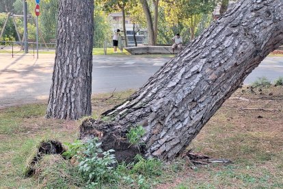 Un árbol se desploma sobre la Subdelegación del Gobierno en Valladolid.