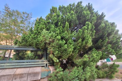 Un árbol se desploma sobre la Subdelegación del Gobierno en Valladolid.