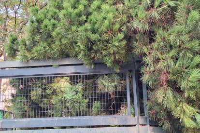 Un árbol se desploma sobre la Subdelegación del Gobierno en Valladolid.