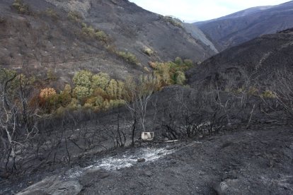 Efectos del incendio que ha afectado al municipio de Oencia (León).
