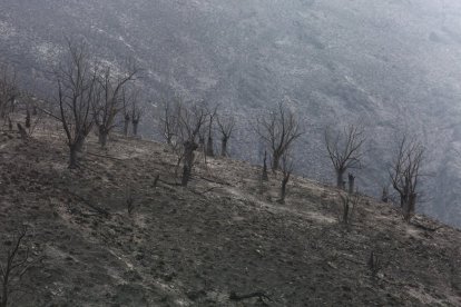 Efectos del incendio que ha afectado al municipio de Oencia (León).