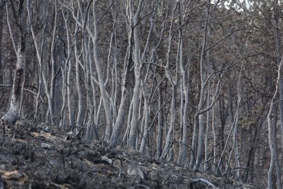 Efectos del incendio que ha afectado al municipio de Oencia (León).