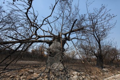Efectos del incendio iniciado en la localidad de Yeres (León), y que ha afectado al paraje de Las Médulas.