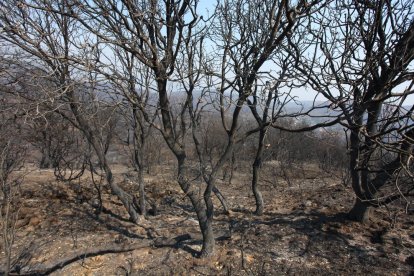 Efectos del incendio iniciado en la localidad de Yeres (León), y que ha afectado al paraje de Las Médulas.