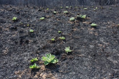 Efectos del incendio iniciado en la localidad de Yeres (León), y que ha afectado al paraje de Las Médulas.