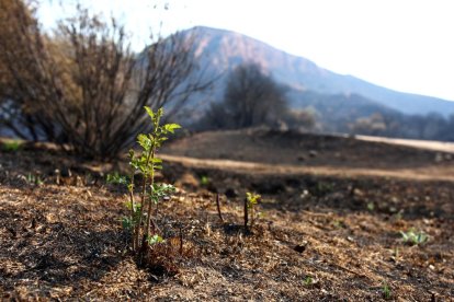 Efectos del incendio iniciado en la localidad de Yeres (León), y que ha afectado al paraje de Las Médulas.