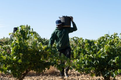 La DO Cigales adelanta su vendimia

por segundo año al mes de agosto