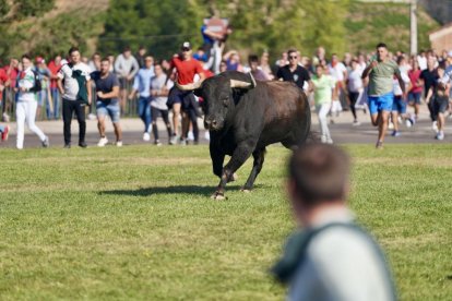 Torneo del Toro De la Vega 2025 en Tordesillas