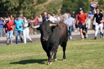 Torneo del Toro De la Vega 2025 en Tordesillas