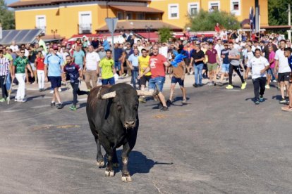 Torneo del Toro De la Vega 2025 en Tordesillas