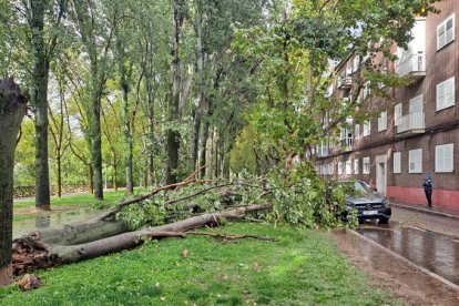 Árbol caído durante la tormenta en Valladolid