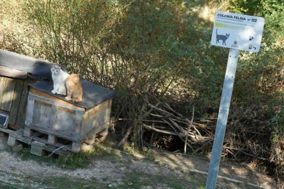 Una de las colonias de gatos callejeros de la ciudad.
