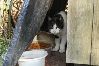 Una de las colonias de gatos callejeros de la ciudad.
