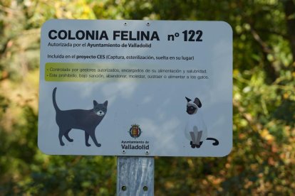 Una de las colonias de gatos callejeros de la ciudad.