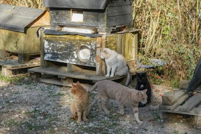 Una de las colonias de gatos callejeros de la ciudad.