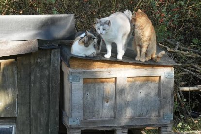 Una de las colonias de gatos callejeros de la ciudad.