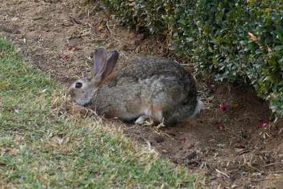 Un conejo en los alrededores de La Rosaleda de Valladolid.