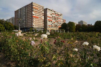Algunos rosales en La Rosaleda de Valladolid.