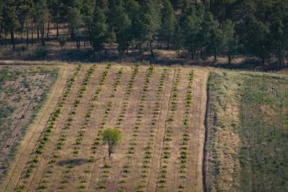 Viñedo de Alma Carraovejas en Nieva (Segovia).