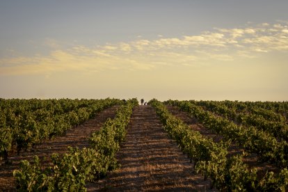 Viñedo de Alma Carraovejas en Nieva (Segovia).