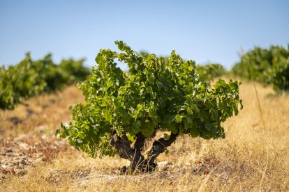 Viñedo de Alma Carraovejas en Nieva (Segovia).