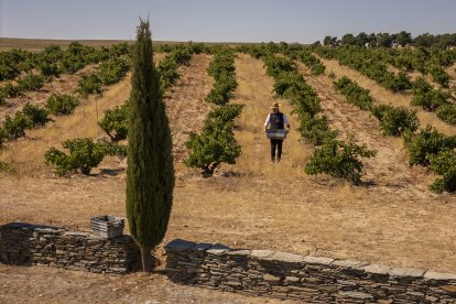 Viñedo de Alma Carraovejas en Nieva (Segovia).