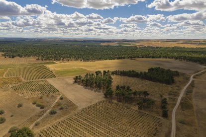 Viñedo de Alma Carraovejas en Nieva (Segovia).