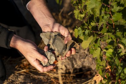 Viñedo de Alma Carraovejas en Nieva (Segovia).