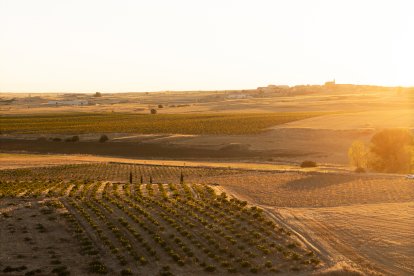 Viñedo de Alma Carraovejas en Nieva (Segovia).