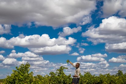 Viñedo de Alma Carraovejas en Nieva (Segovia).