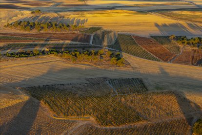 Viñedo de Alma Carraovejas en Nieva (Segovia).