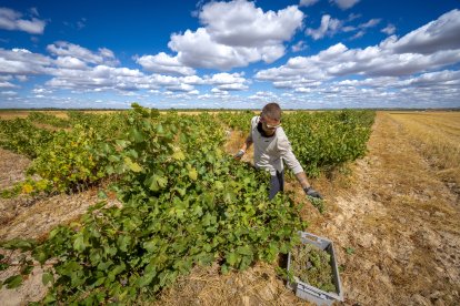Viñedo de Alma Carraovejas en Nieva (Segovia).