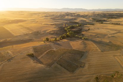 Viñedo de Alma Carraovejas en Nieva (Segovia).