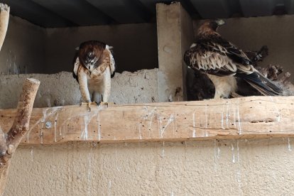 Nuevo ejemplar de águila calzada hembra procedente del Centro de Recuperación de Animales Silvestres (CRAS)