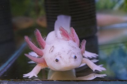 Ajolote en la tienda Acuariofilia  Aquarium Discus de Maribel Alonso, activa desde hace más de 45 años